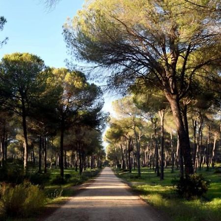 Suite En El Corazon De Donana El Rocío Eksteriør bilde